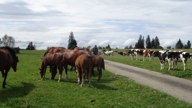Franches-Montagnes – Côtes du Doubs