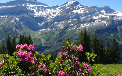 La Palette d’Isenau
