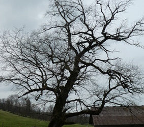 La forêt de Saint-Martin