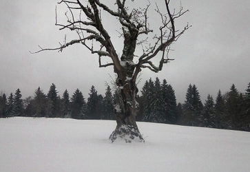 Le Bec à l’Oiseau