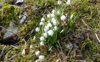 La Charbonnière (F)