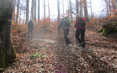 Le chemin des arbres