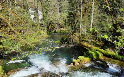 Source de la Loue