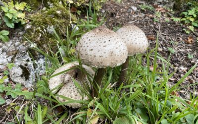 Sortie mycologique