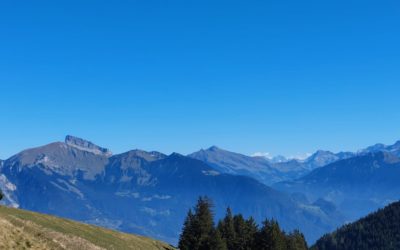 Sur les traces des mouflons
